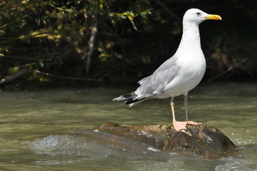 Caspian gull with white plumage standing and resting on a stone on the river