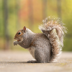 Naklejka na ściany i meble Сute red squirrel eating a nut. Wildlife photography in the nature. Mammals feeding with nuts in the park. Gray squirrels with fluffy tails. Square picture with a green background.