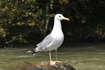Caspian gull with white plumage standing and resting on a stone on the river