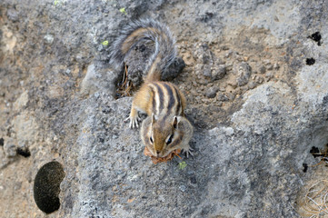 エゾシマリスの巣材運び（北海道・大雪山）