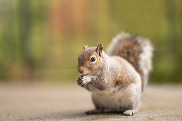 Red squirrel eating nuts in nature. Cute animal with a funny look in the park. A mammal with a large and fluffy tail. Photo of squirrels in the wildlife. Green background. Copy space