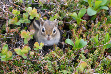 巣穴から顔を出したエゾシマリス（北海道・大雪山）
