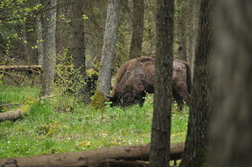 European bison grazing in a forest clearing in the Bialowieza Forest National Park in Poland
