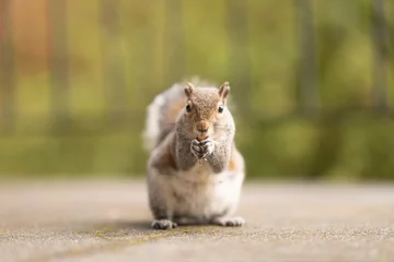 Fotobehang Portret van een schattige eekhoorn die noten eet in de natuur. Rood dier met een grappige blik in het park of bos. Pluizig klein zoogdier. Foto van eekhoorns in het wild. Groene achtergrond. © Anton