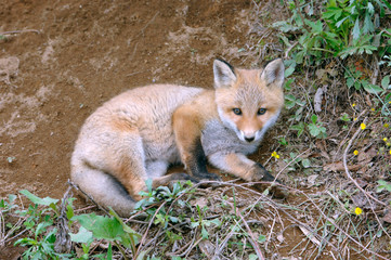 キタキツネの幼獣（北海道・大樹町）