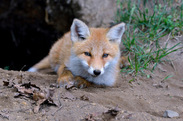 巣穴から出てきたキタキツネ（北海道・知床）