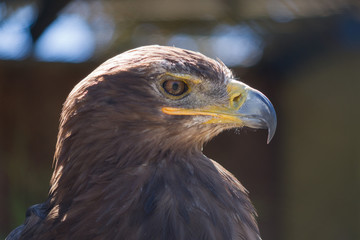 Steppe Eagle focused on looking for prey.