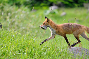 ネズミを捕らえたキタキツネ（北海道・知床）