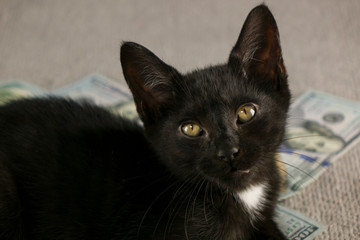 Cat looking at camera while sitting on pile of Hundred Dollar bills.