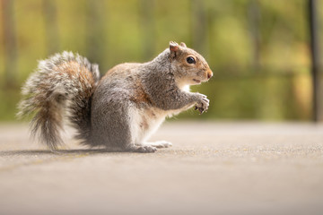 Picture of a funny squirrel with a nut in the nature. Feeding wild animals. Walk in a park or forest. Cute red mammal in the yard. Green background.