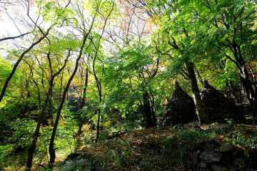 돌탑과 숲이 보이는 아름다운 풍경