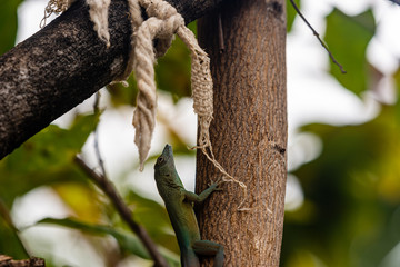 a small green lizard rests while climbing up a brown tree trunk