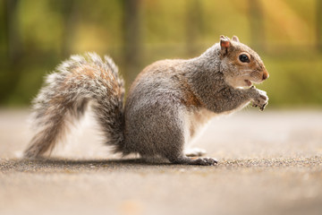 Picture of a funny and fluffy squirrel eating nuts on a patio. Cute mammals in the wildlife. Photo of an animal in nature. Green park background