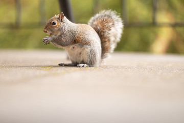 Picture of a funny and fluffy squirrel eating nuts on a patio. Cute mammal in the wildlife. Photo of a cutest animal in nature. Green spring park background