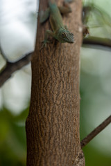 a portrait oriented shot of a small green lizard as it makes its way down a brown tree trunk