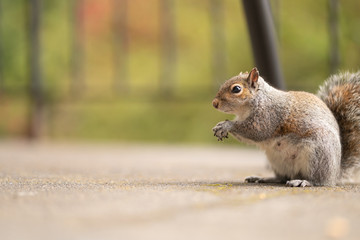 Fototapeta premium Gray fluffy squirrel looking for a nut. Picture of a cute and funny animal in nature. Red-haired mammal. Feeding squirrels in the park and forest. Copy space