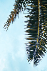 Two green palm leaves against blue sky background