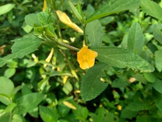 Sida rhombifolia (arrowleaf sida, Malva rhombifolia, rhombus-leaved sida, Paddy's lucerne, jelly leaf, Cuban jute, Queensland-hemp, Indian hemp) flower. Also use as herbal medicine.