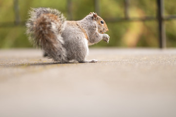 Picture of a squirrel eating nuts. Cute mammal in the wildlife. Photo of a fluffy animal in nature. Spring park background