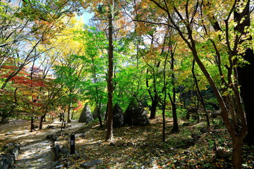 아름다운 가을 숲