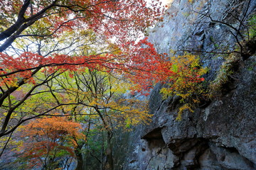 아름다운 가을 숲