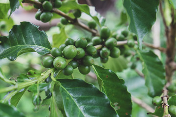 Arabica coffee berrys ripening on tree in North of Thailand, Blur background.