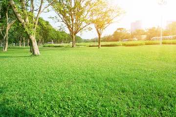 A fresh green lawn in the park, trees on the left and right, field of cosmos on background in morning sunlight