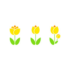 Tulip flowers illustration