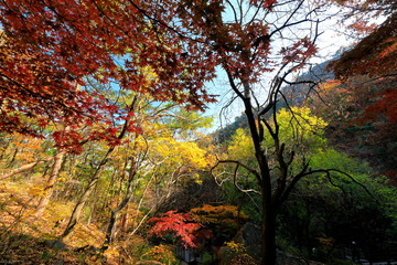 Obraz na płótnie Canvas 아름다운 가을 숲