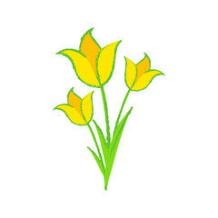 Tulip flowers illustration