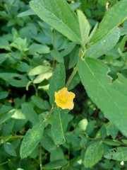 Sida rhombifolia (arrowleaf sida, Malva rhombifolia, rhombus-leaved sida, Paddy's lucerne, jelly leaf, Cuban jute, Queensland-hemp, Indian hemp) flower. Also use as herbal medicine.