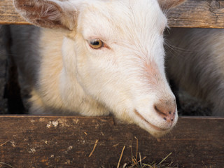 Fototapeta premium White goat eat hay in a barn. Village, country and livestock concept