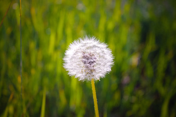 Naklejka premium Nature