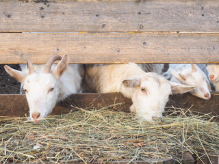Fototapeta premium White goats eat hay in a barn. Village, country and livestock concept
