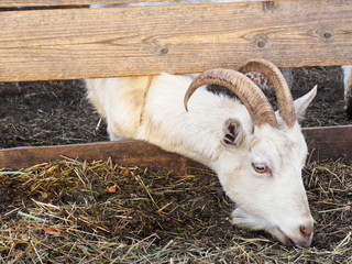 White goat eat hay in a barn. Village, country and livestock concept