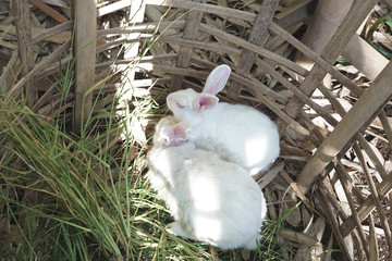 Two cute white rabbit 