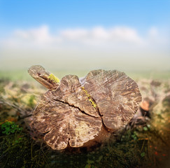Nice old wood cut  with rings in the blurry background