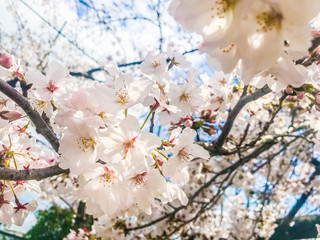 さくら　サクラ　桜　花