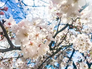さくら　サクラ　桜　花