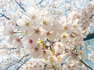 さくら　サクラ　桜　花