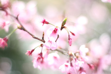 桜