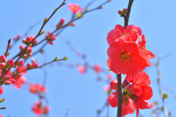 ボケの花　青空