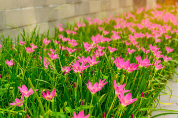 Beautiful little pink Rain lily petals blooming on fresh green linear leaves,  called in Rain Flower plant for landscaped design