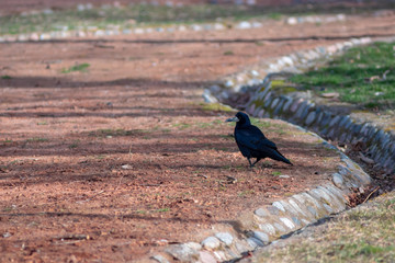 Rook bird in a city park