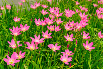 Obraz premium Beautiful little pink Rain lily petals blooming on fresh green linear leaves, called in Rain Flower plant for landscaped design
