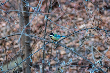 tit bird on a branch in a park