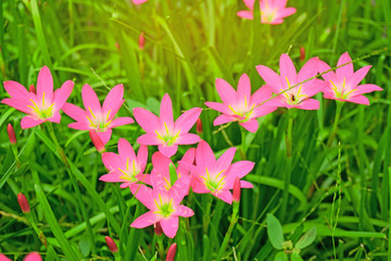 Fototapeta premium Beautiful little pink Rain lily petals blooming on fresh green linear leaves, called in Rain Flower plant for landscaped design