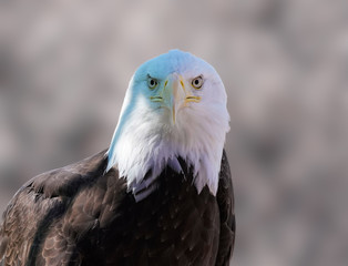 Close up of a male bald eagle looking directly at the camera.