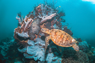 Green sea turtle in the wild among colorful coral reef in clear blue water