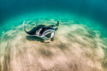 Manta Ray swimming in the wild in clear turquoise water - obrazy, fototapety, plakaty